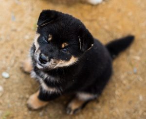 cute black and tan shiba inu puppy