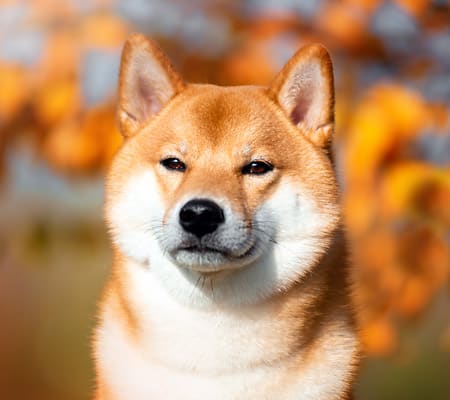 akita czy shiba