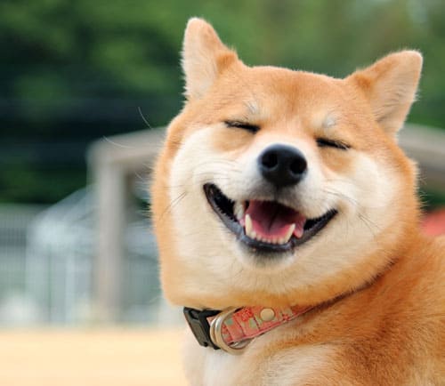 are shiba inu mean