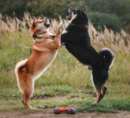 Shiba inu puppy sales training