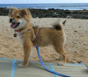 Best Harnesses For Shiba Inu Puppies - My First Shiba Inu