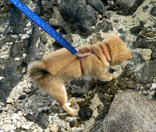 shiba inu puppy playing at the beach