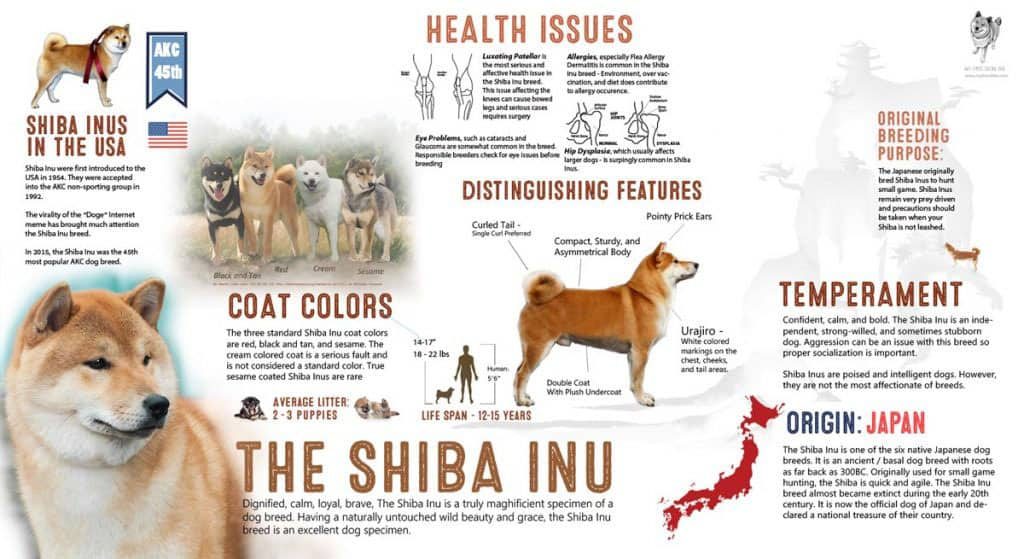 shiba inu infographic