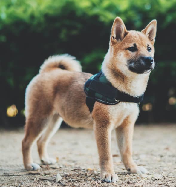 shiba inu puppy harness secure escape proof