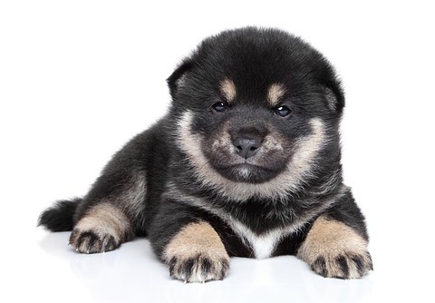 black and tan shiba inu puppy