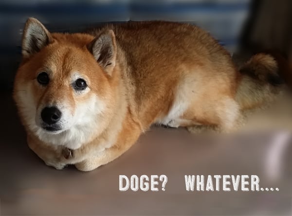 shiba inu doge meme