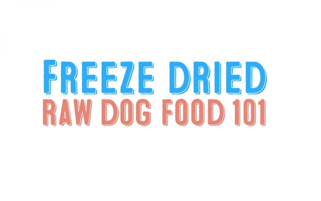Best Freeze Dried Dog Food – Balancing Quality and Cost