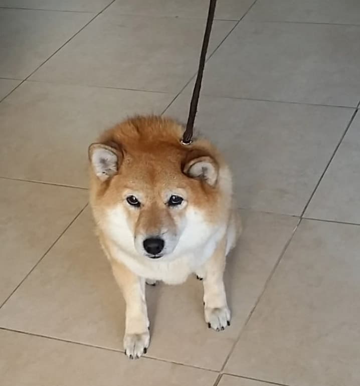 stubborn shiba inu