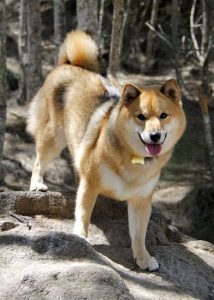 nice lighting for shiba inu photograph