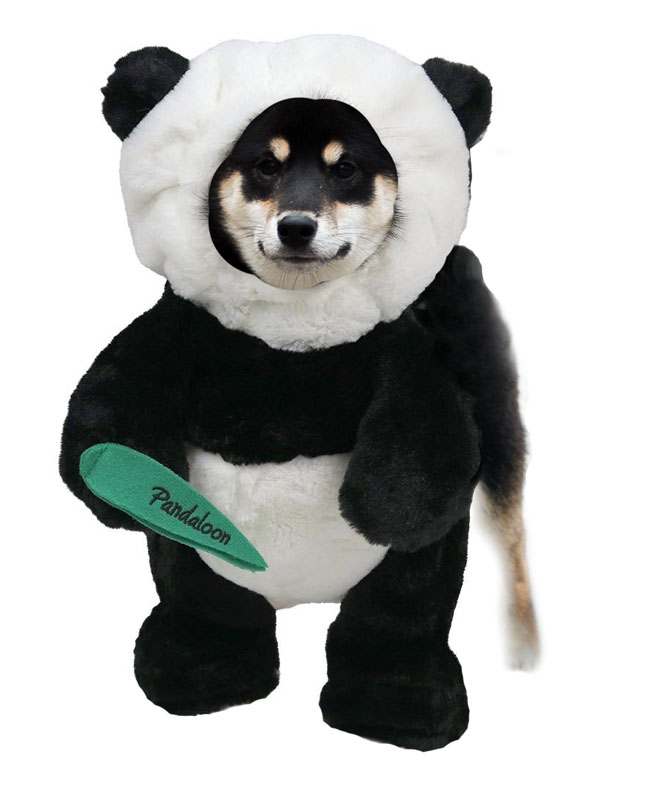 Best Costumes For Shiba Inus! - My First Shiba Inu
