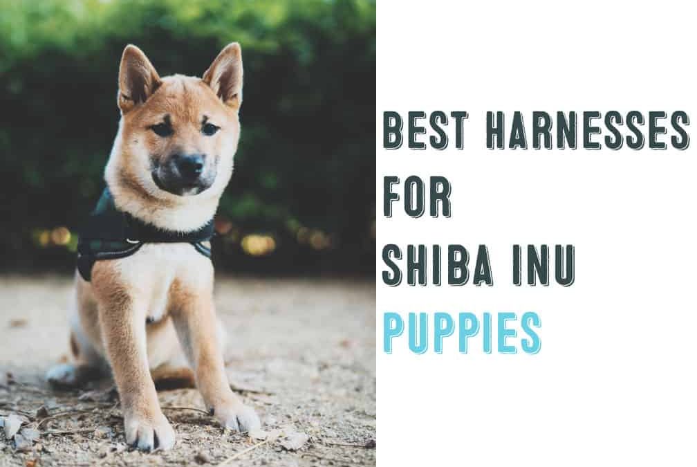 Best Harnesses For Shiba Inu Puppies