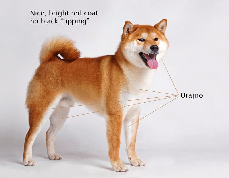 shiba inu winter coat