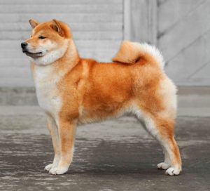 are shiba inus good pets