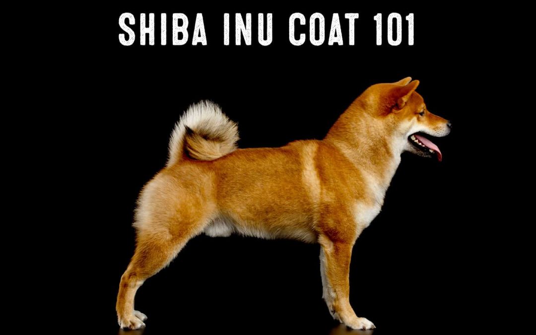 Shiba Inu Black Snout