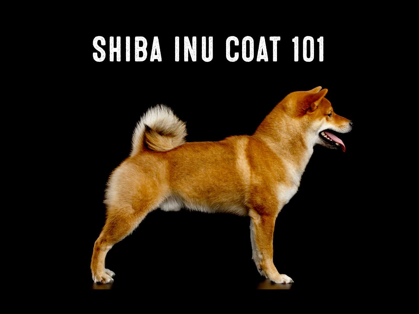 shiba in coat 101 graphic