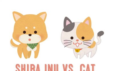 Shiba Inu VS. Cat