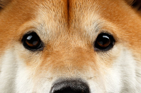 shiba inu eye care