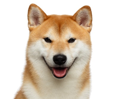 shiba inu eyes and ears health