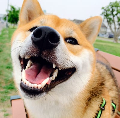 shiba inu with beautiful white teeth