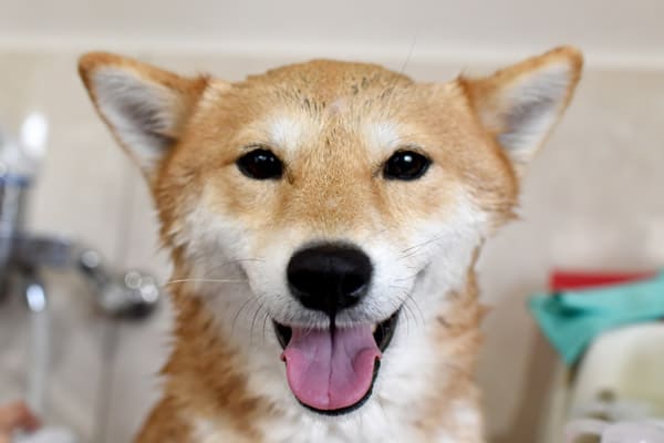 shiba inu taking a bath