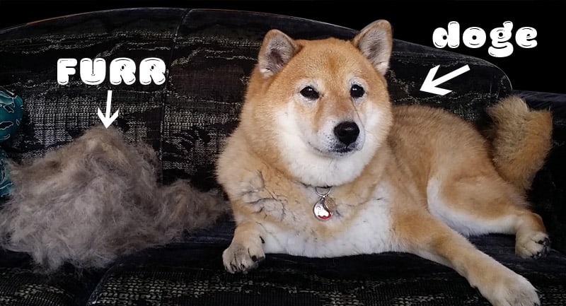 Shiba hot sale inu grooming