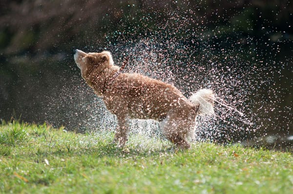 shiba inu dog shaking