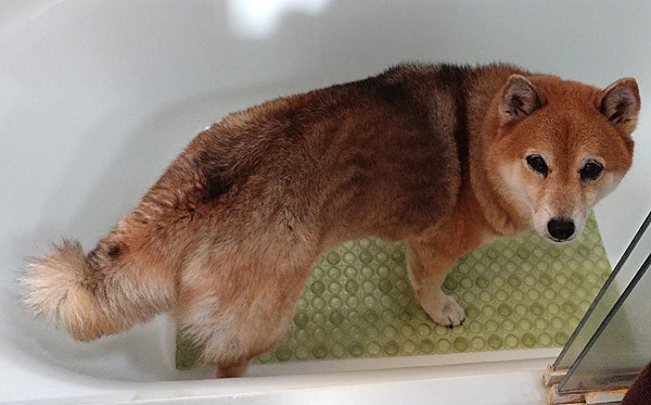 Shiba inu deals shedding brush