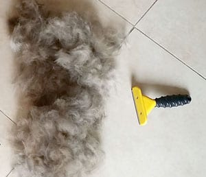 Best dog brush store for shiba inu