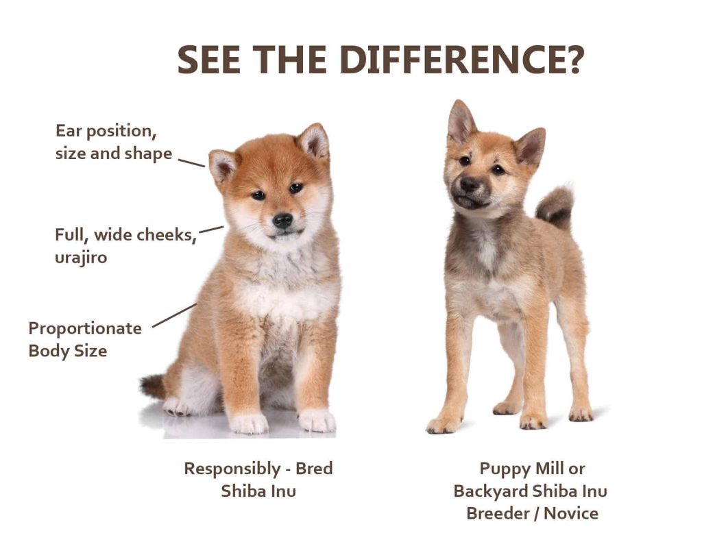 shiba inu puppy mill comparison