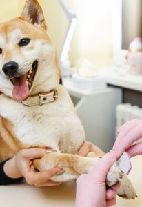 shiba inu nail sanding