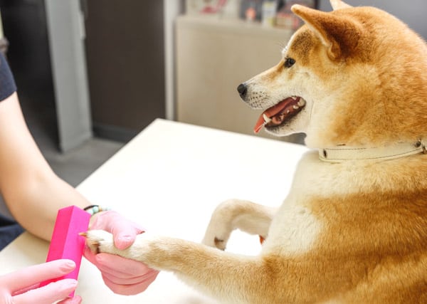 shiba inu sanding nails