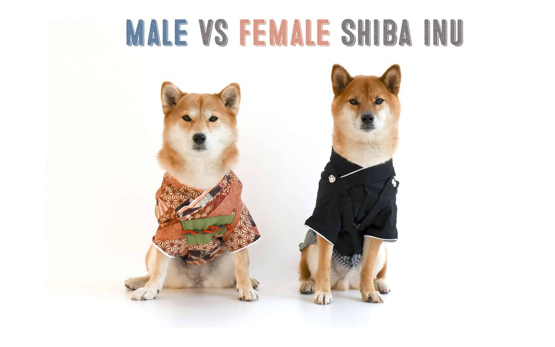 Male Vs Female Shiba Inus My First Shiba Inu