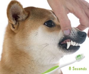 shiba inu brush teeth