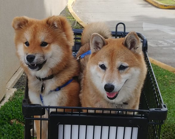 Long shop haired shiba