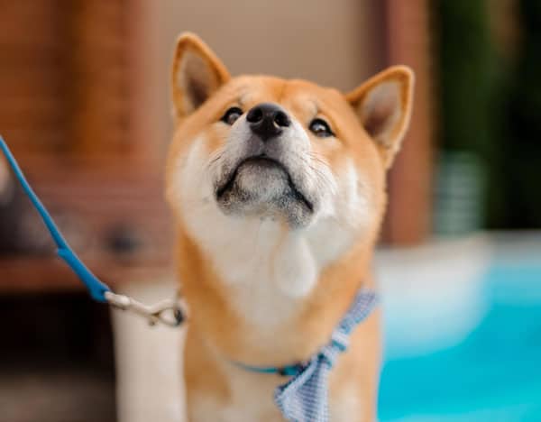 training a shiba inu