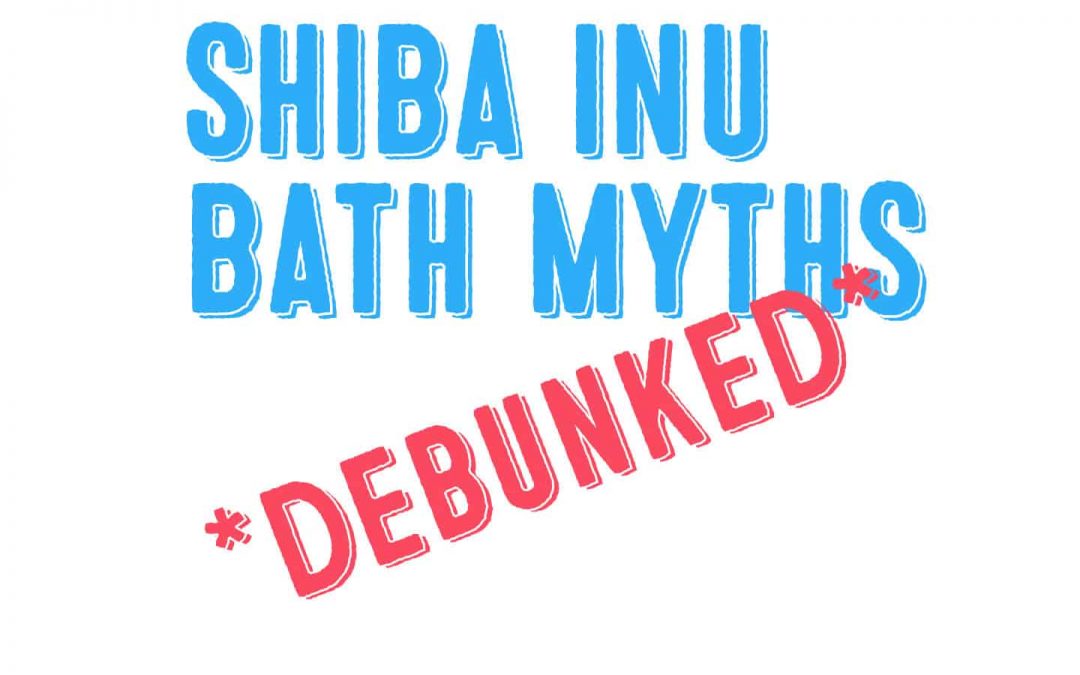 Shiba Inu Bath Myths