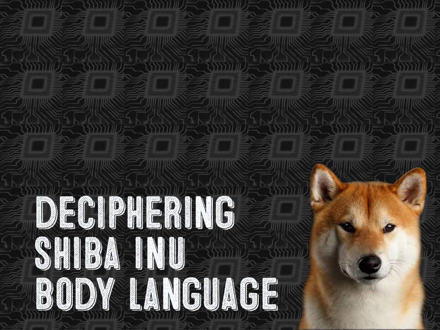 shiba inu body language graphic