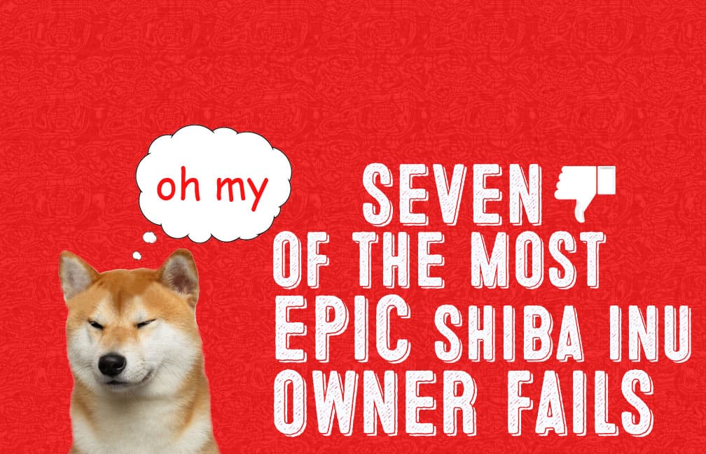 shiba inu owner mistakes