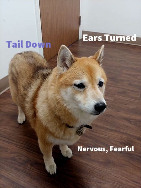 anxious and fearful shiba inu