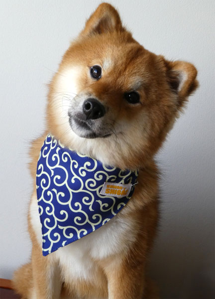 shiba inu blue bandana karakusa