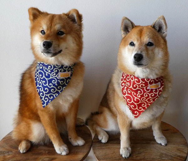 shiba inu karakusa bandanas