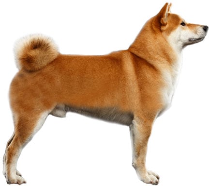 shiba inu profile