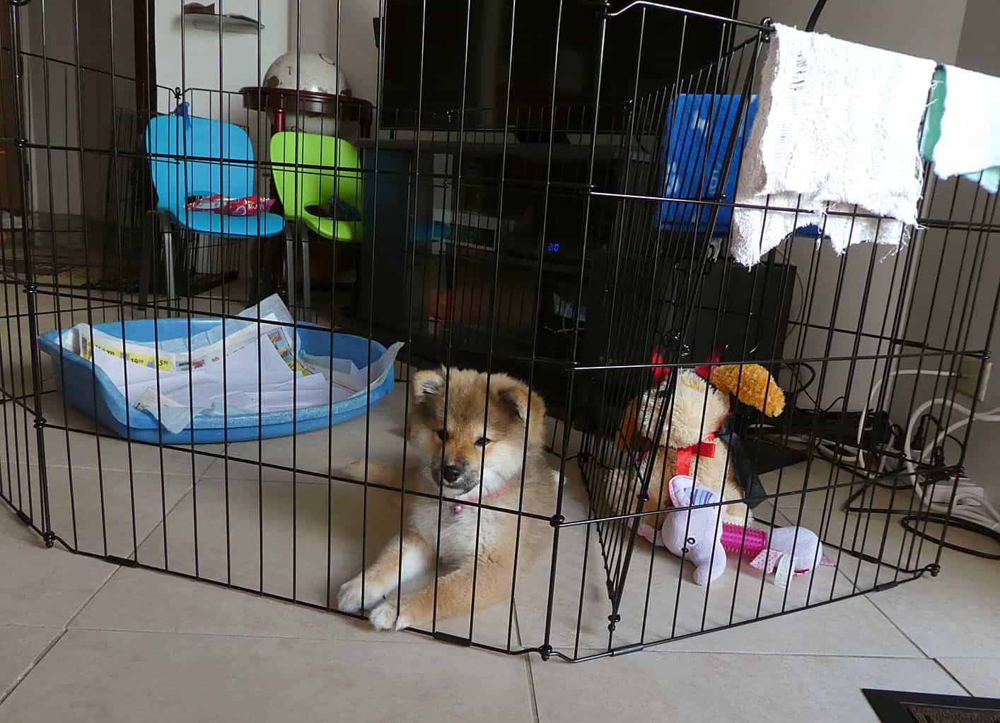 puppy crate with potty area