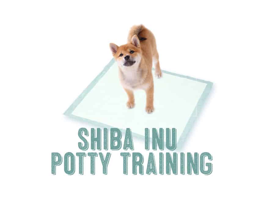 how do you potty train a corgi puppy