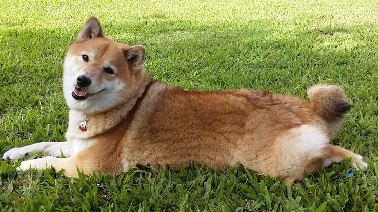 relaxed and happy shiba inu body language