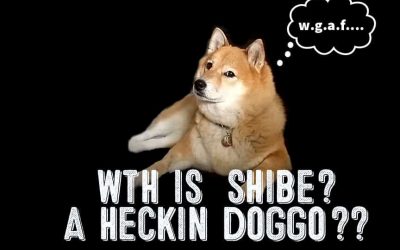 What The Heck is a Shibe? A Heckin Doggo? Omg…