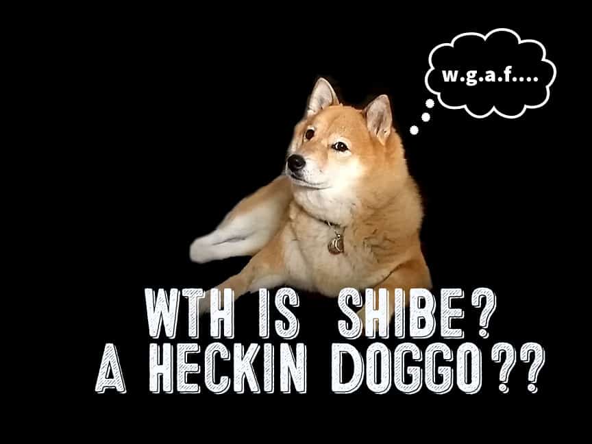 What The Heck Is A Shibe A Heckin Doggo Omg My First Shiba Inu