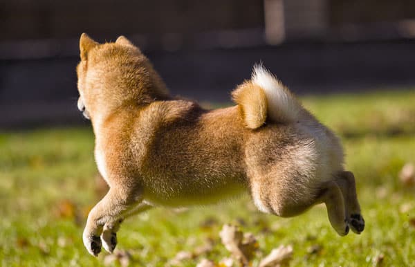 shiba inu frolicking in the grass
