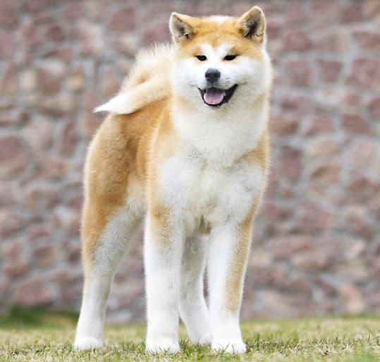 beautiful japanese akita dog breed
