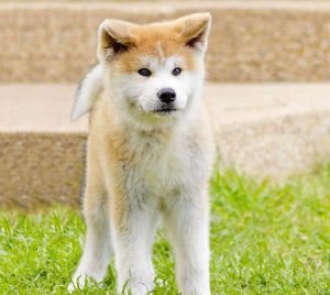 The Six Native Japanese Dog Breeds - My First Shiba Inu